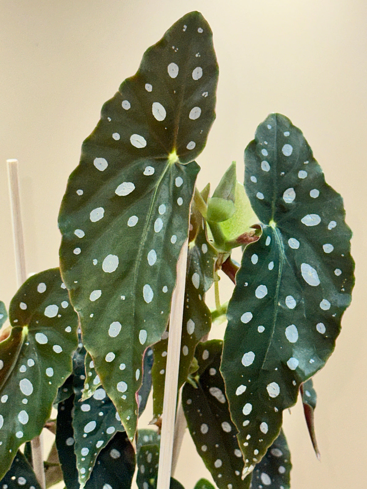 Begonia Collection