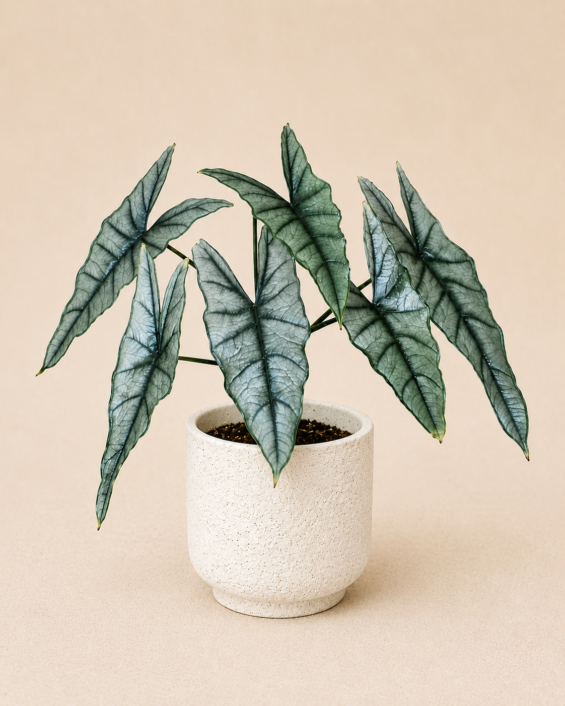 Experienced Plant Parent