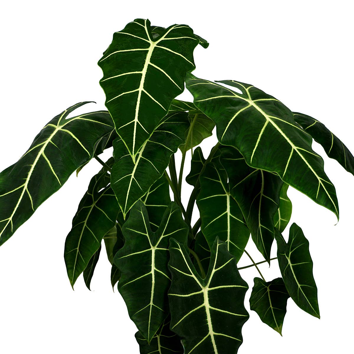 Alocasia Collection