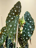 Begonia Maculata "Polka Dot Plant"