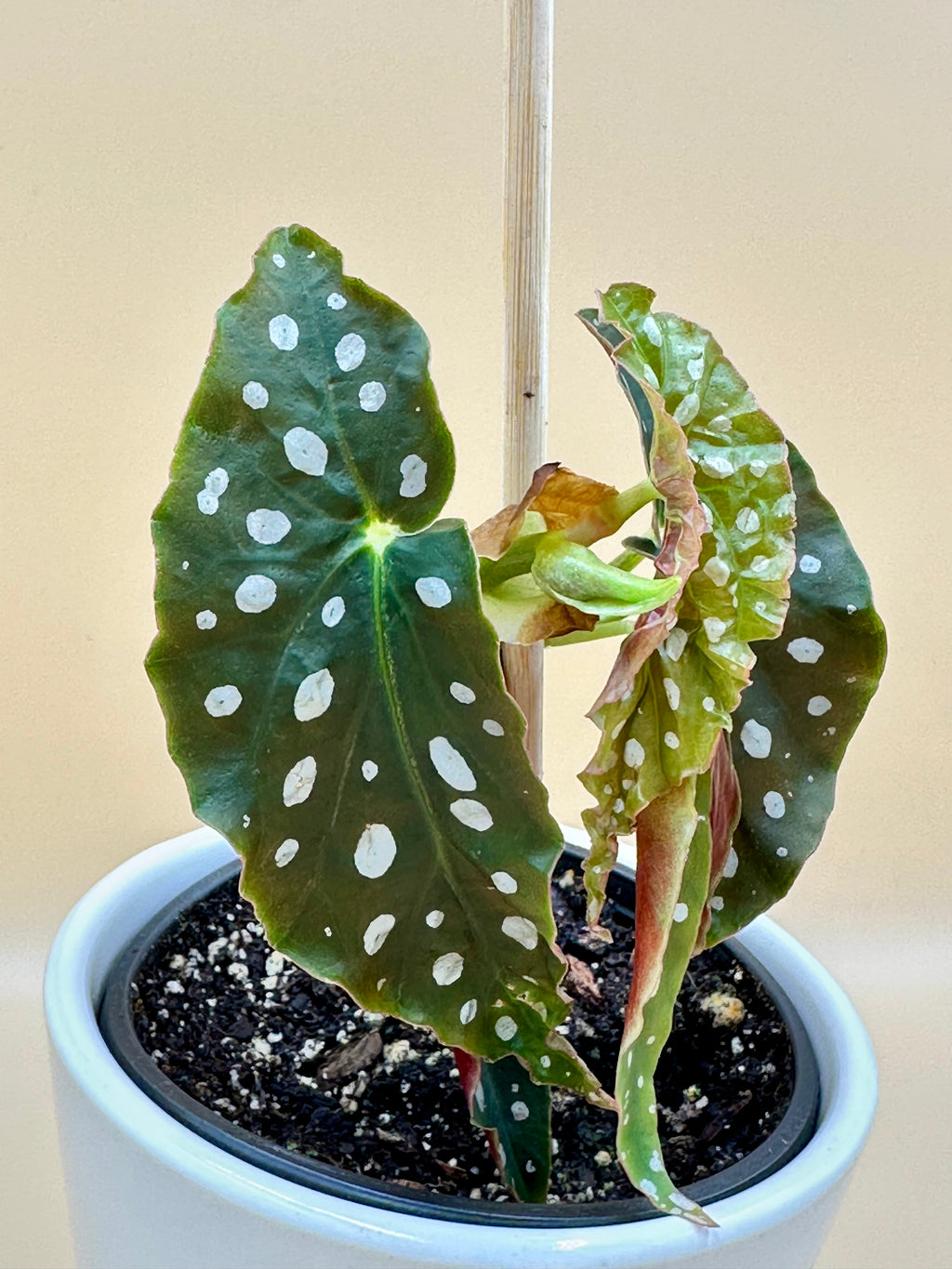 Begonia Maculata "Polka Dot Plant"