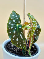 Begonia Maculata "Polka Dot Plant"