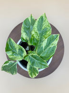 Pearls and Jade Pothos - Starter Plant