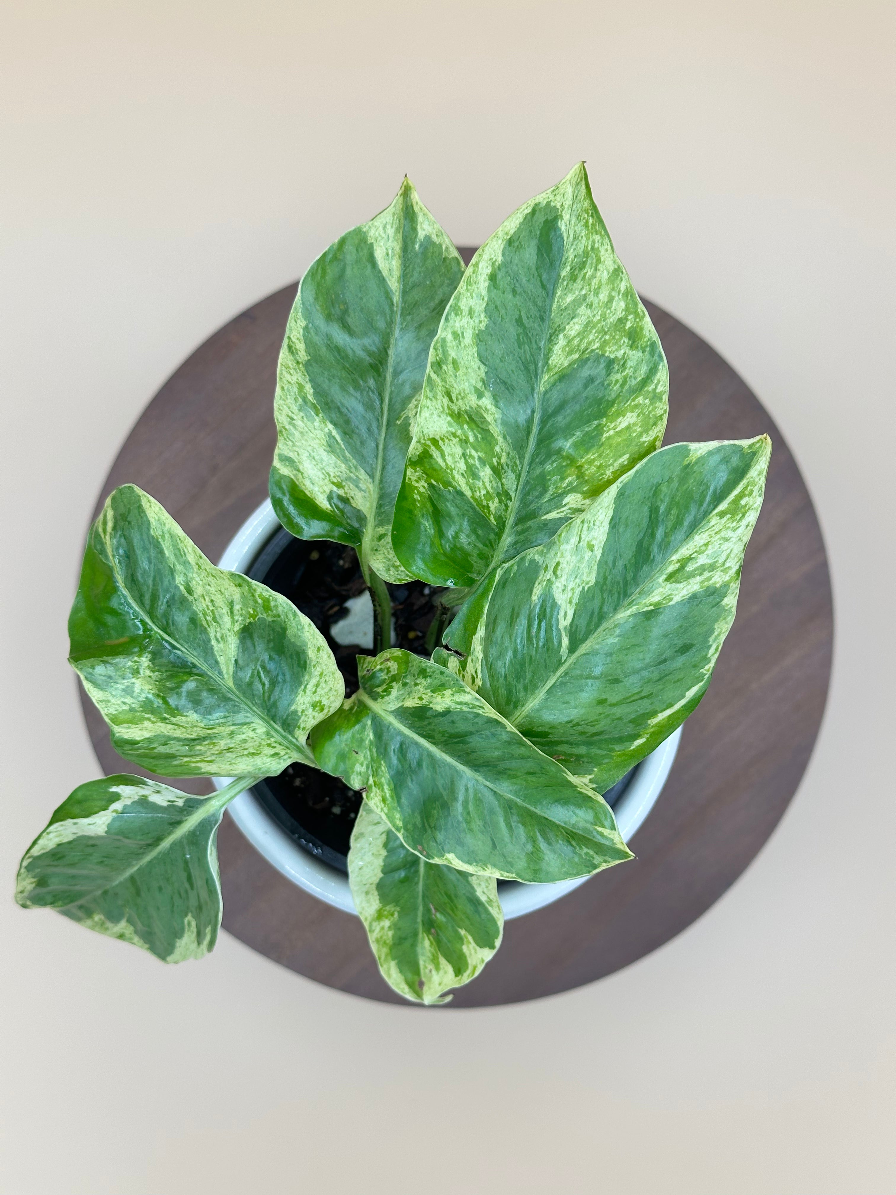 Pearls and Jade Pothos