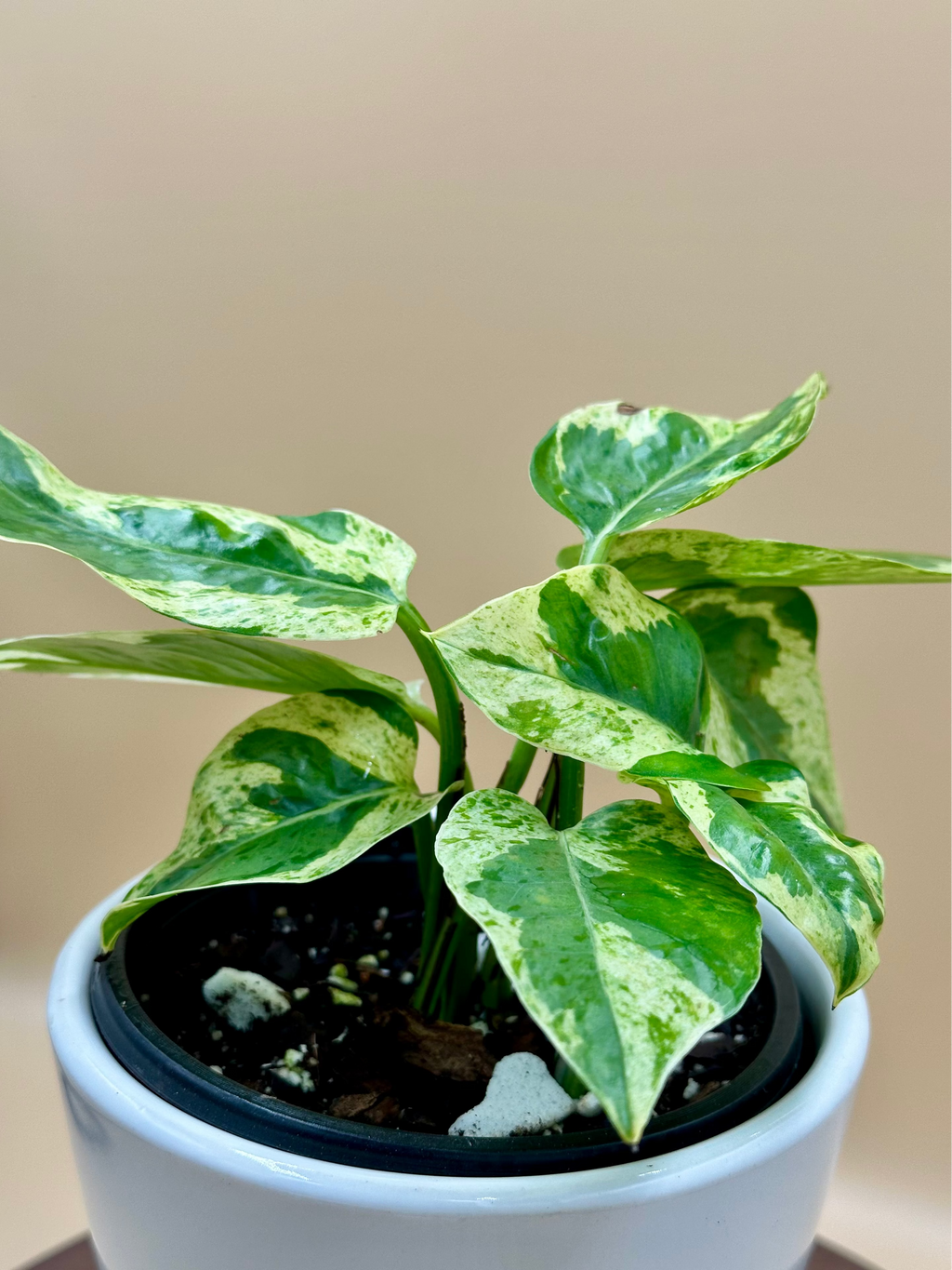 Pearls and Jade Pothos - Starter Plant