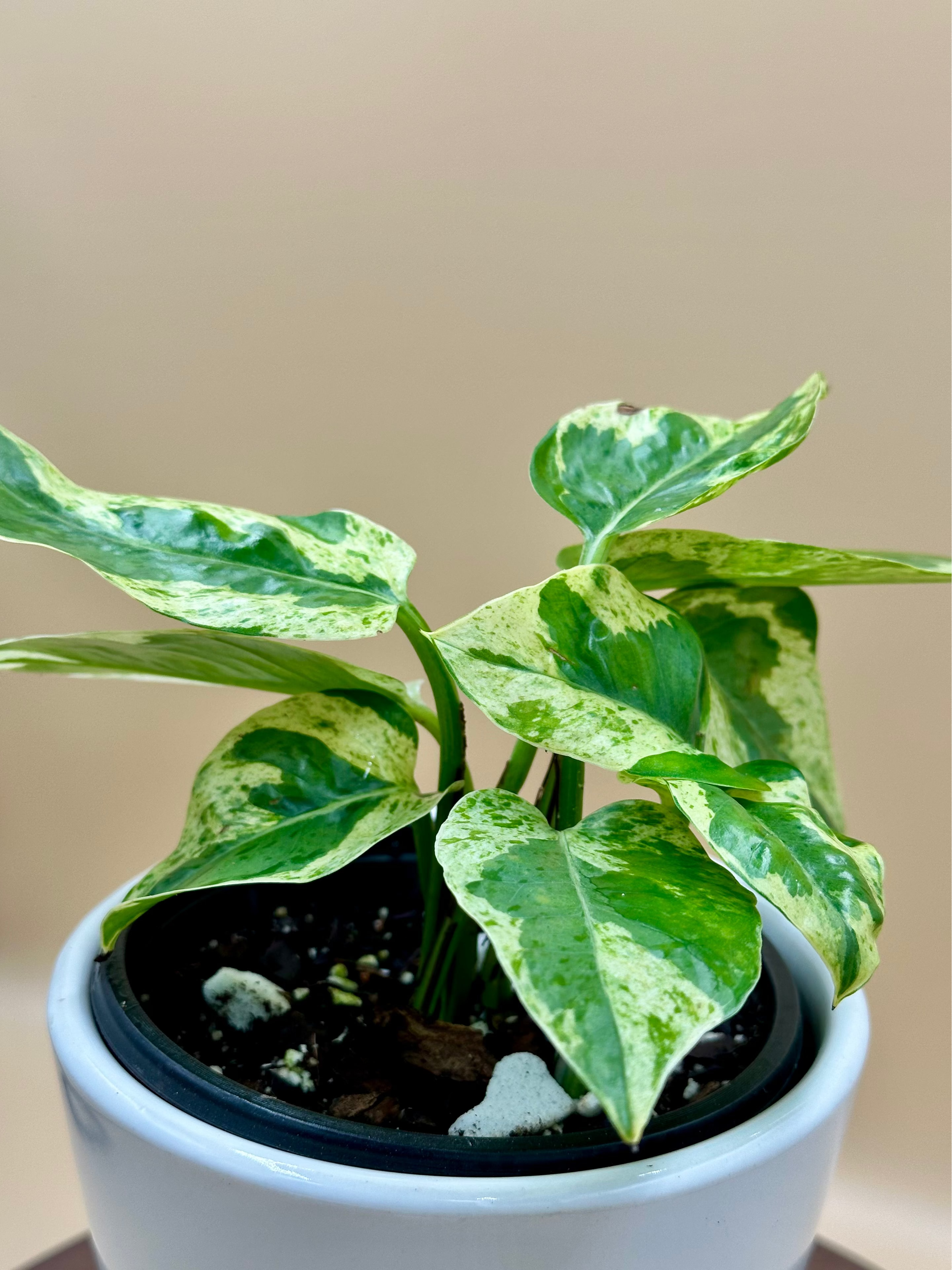 Pearls and Jade Pothos