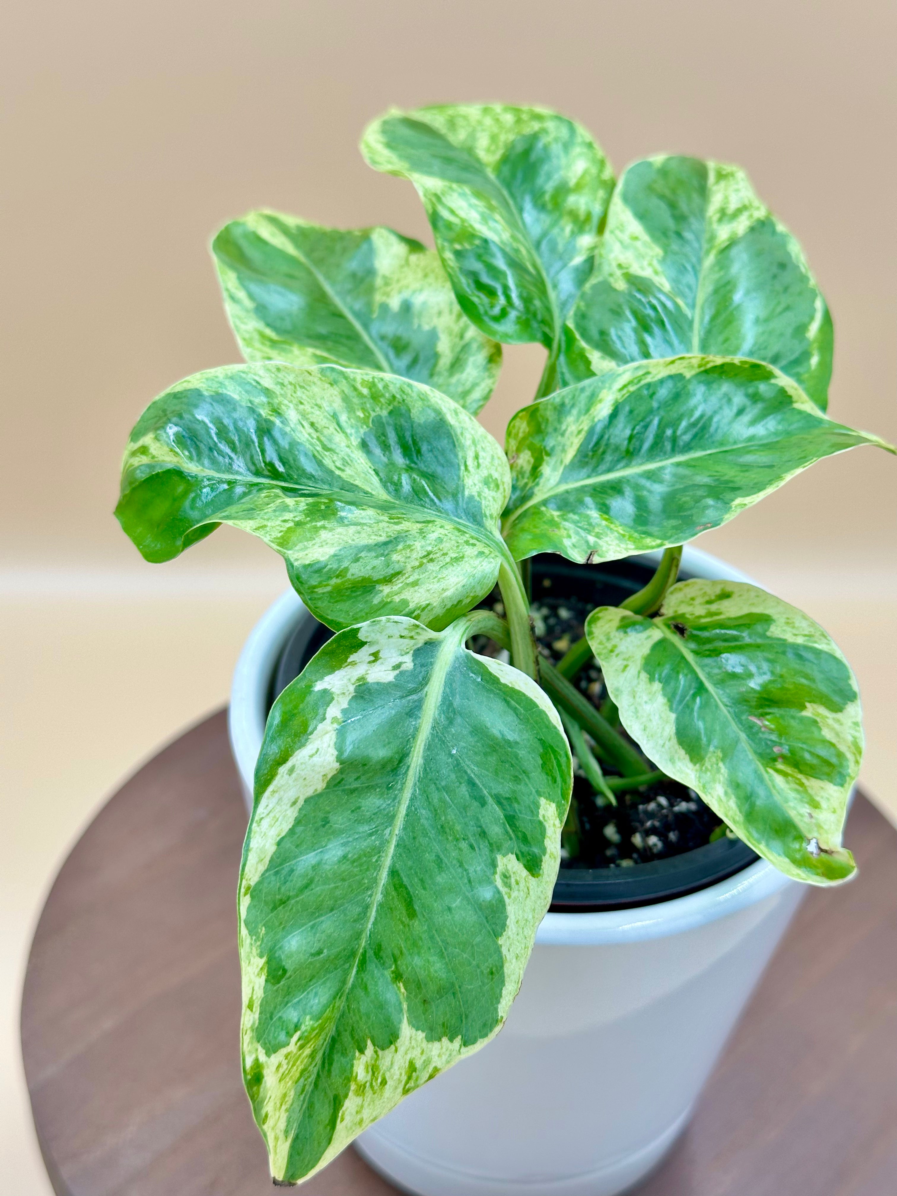 Pearls and Jade Pothos