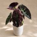 Alocasia Azlanii