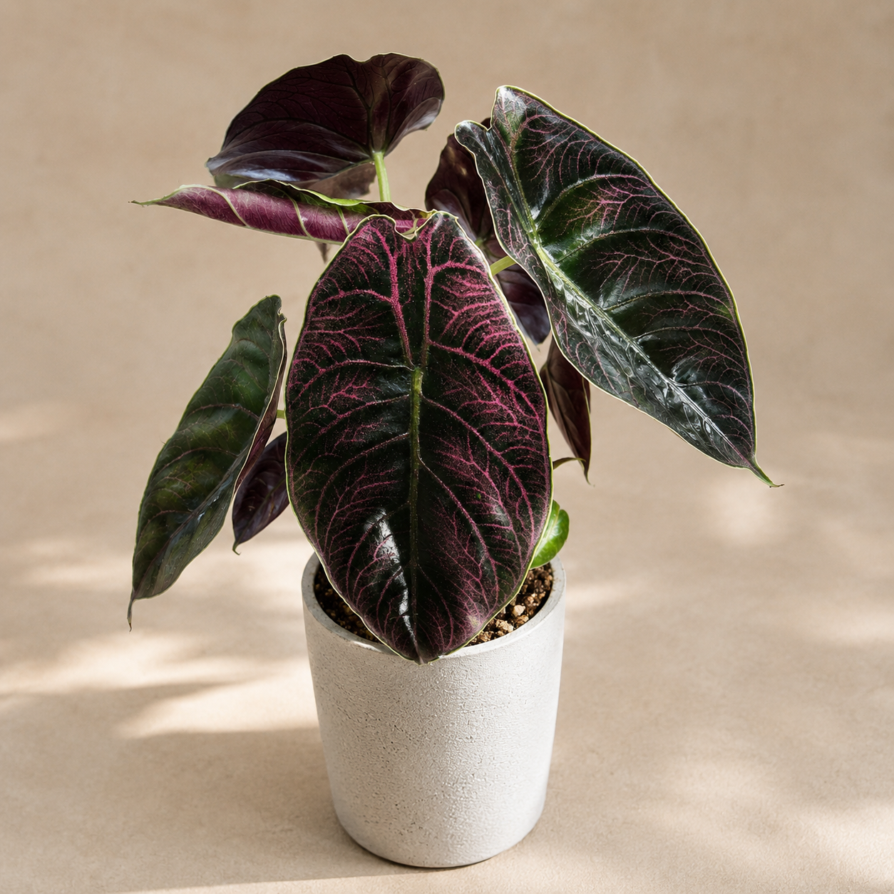 Alocasia Azlanii