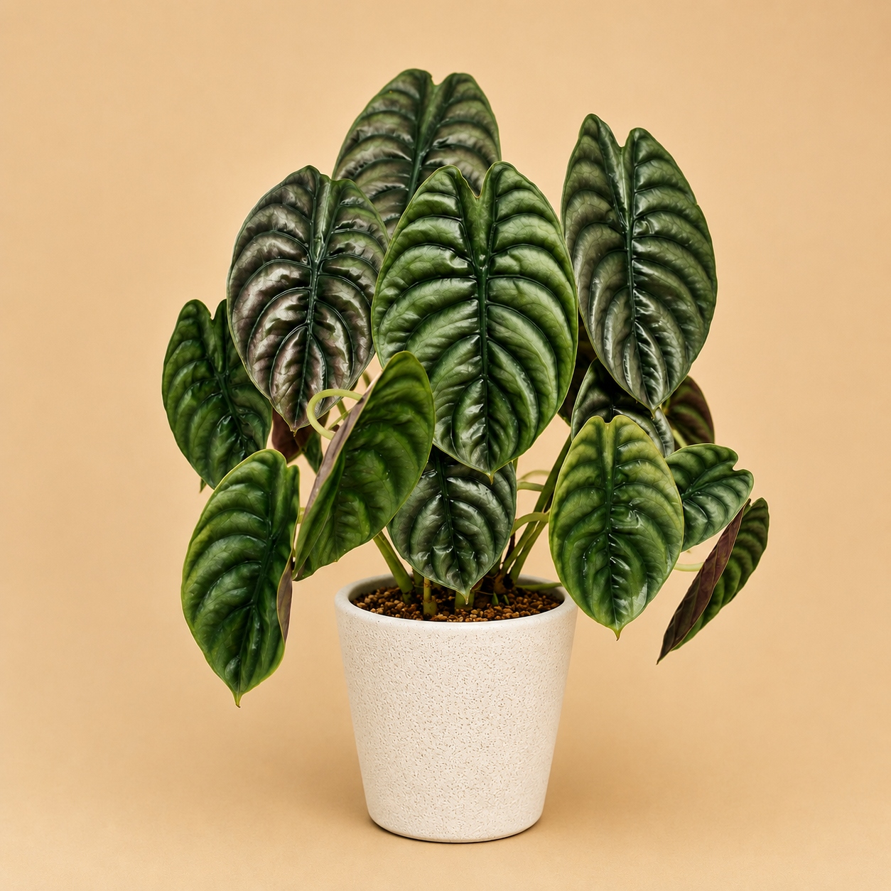 Alocasia Cuprea