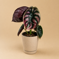 Alocasia Cuprea "Red Secret"