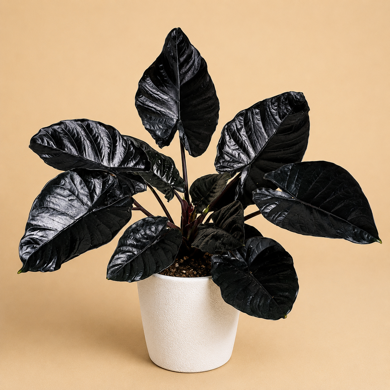 Alocasia Infernalis "Black Panther" - Starter Plant