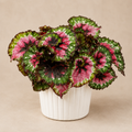 Begonia Rex "Macarena"