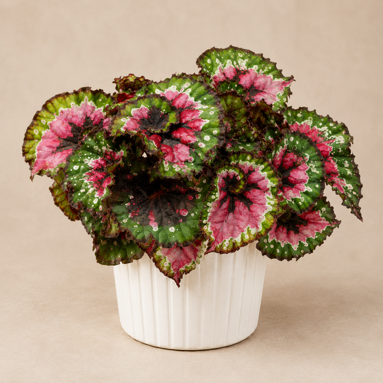 Begonia Rex "Macarena"