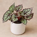 Begonia Rex "Summer Storm"