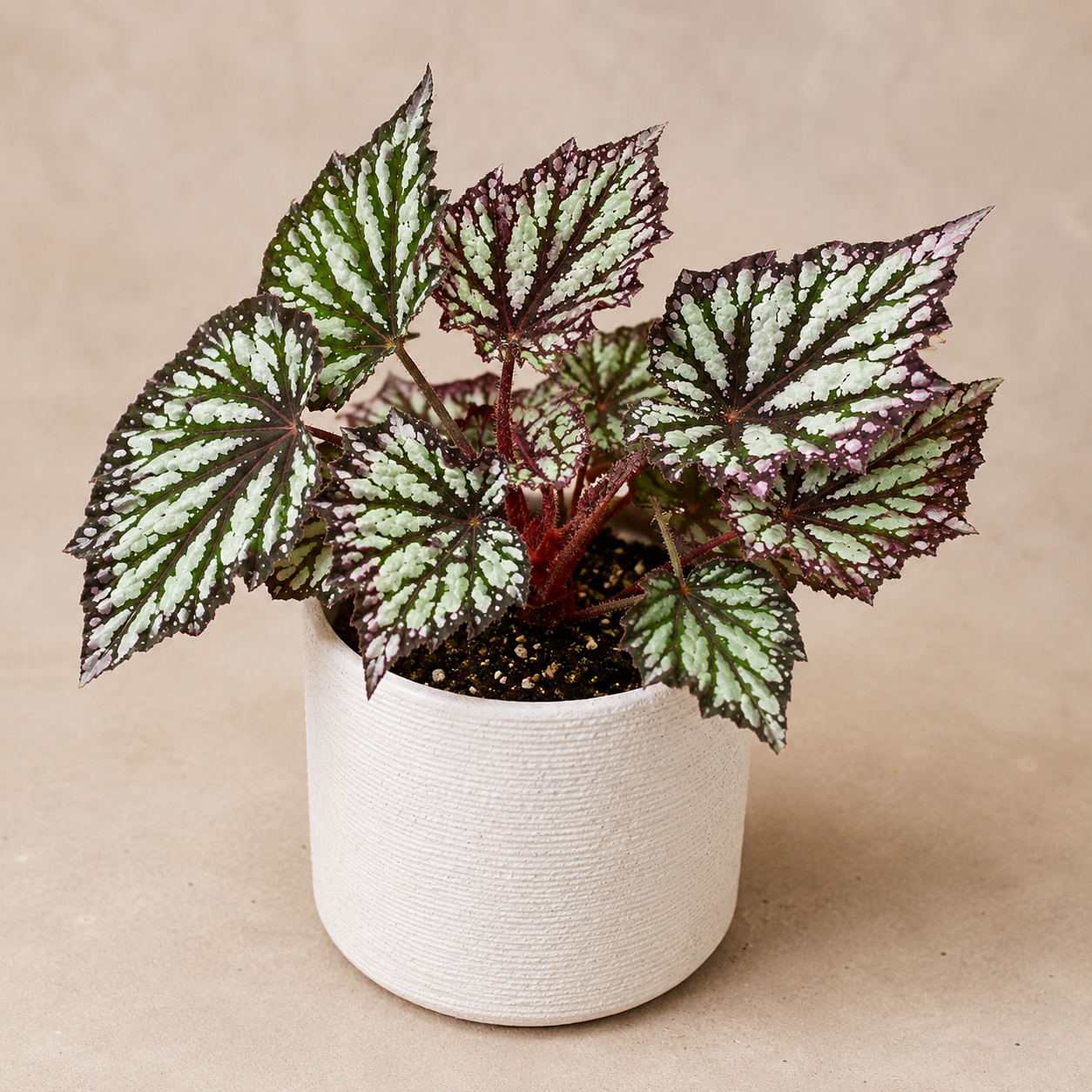 Begonia Rex "Summer Storm"