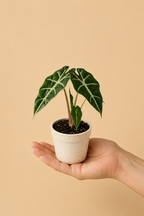 Alocasia Amazonica "Polly" - Starter Plant