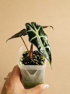 Alocasia Amazonica "Polly" - Starter Plant