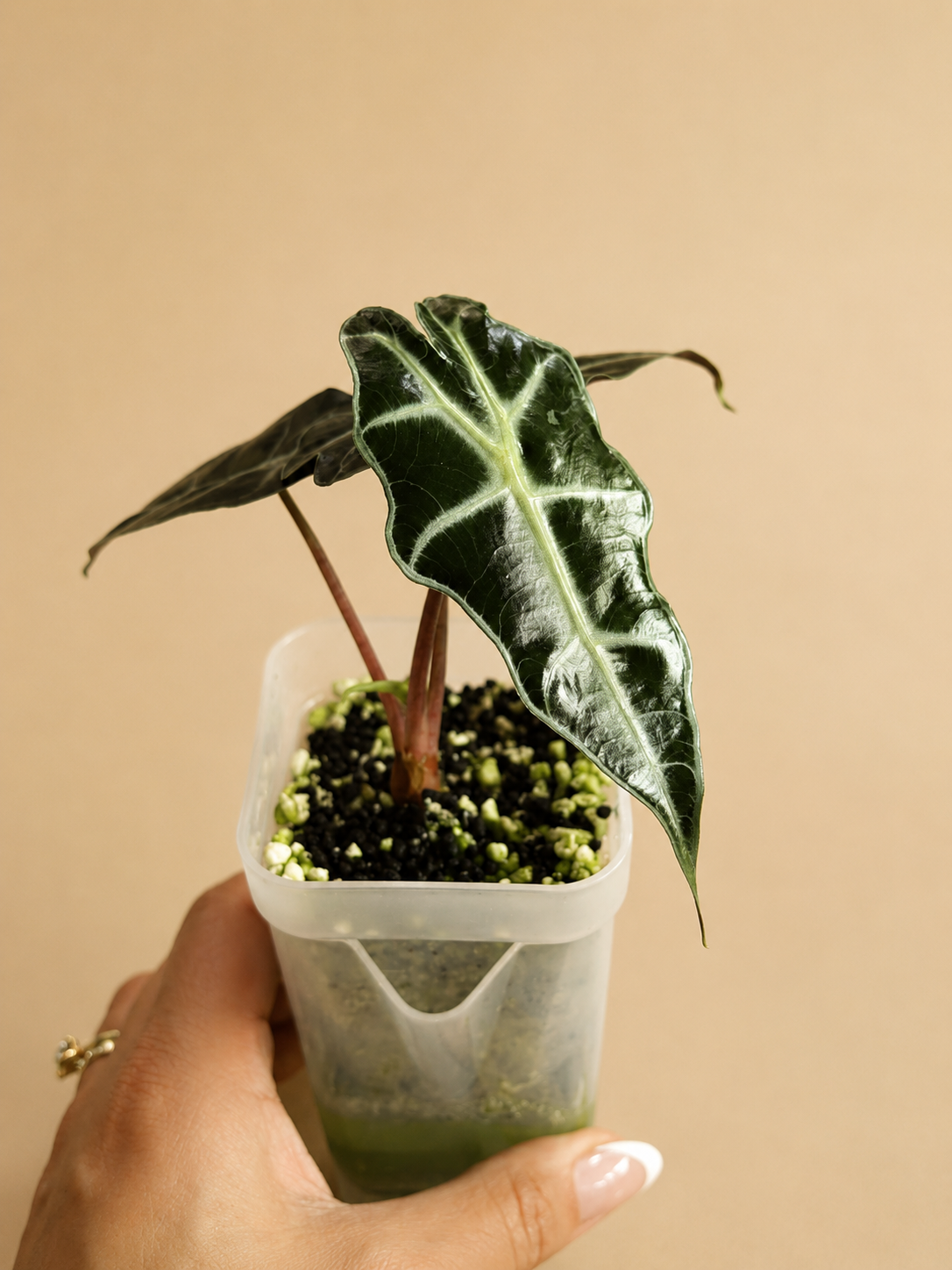 Alocasia Amazonica "Polly" - Starter Plant