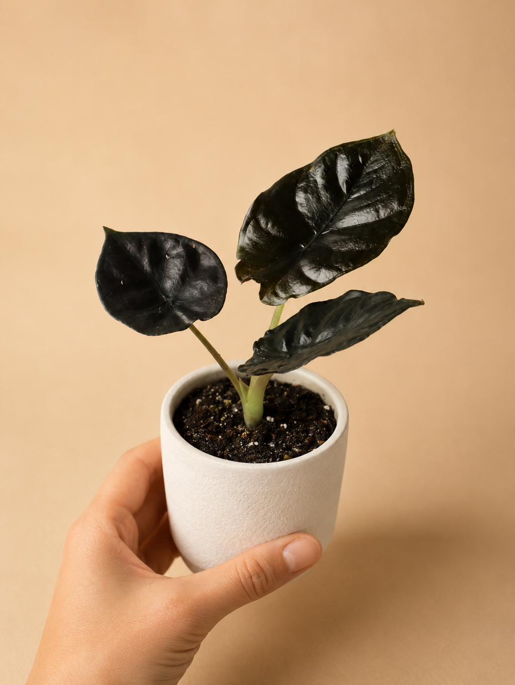 Alocasia Infernalis "Black Panther" - Starter Plant