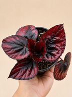 Begonia Rex "Red Kiss"