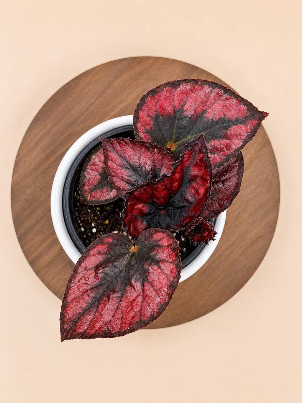 Begonia Rex "Red Kiss"
