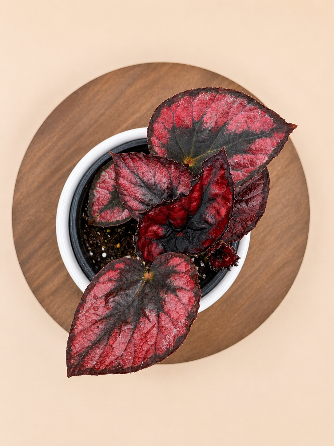 Begonia Rex "Red Kiss"