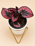 Begonia Rex "Red Kiss"