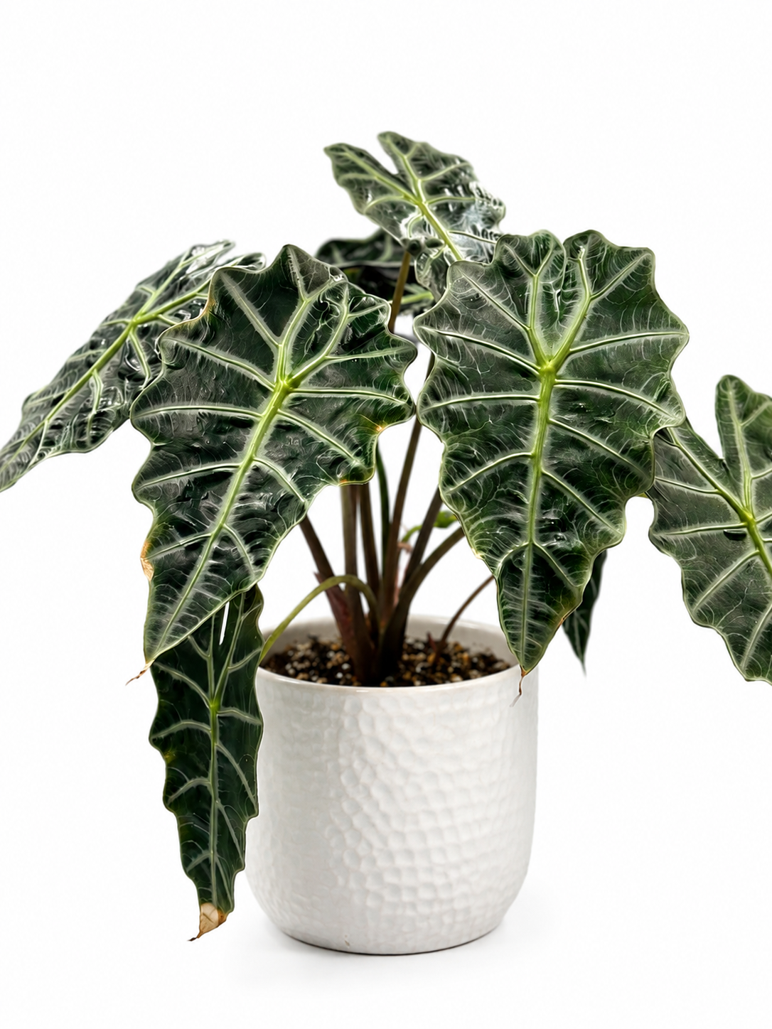 Alocasia Amazonica "Polly" - Starter Plant