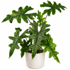 Alocasia Jacklyn - Starter Plant