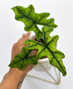 Alocasia Jacklyn - Starter Plant