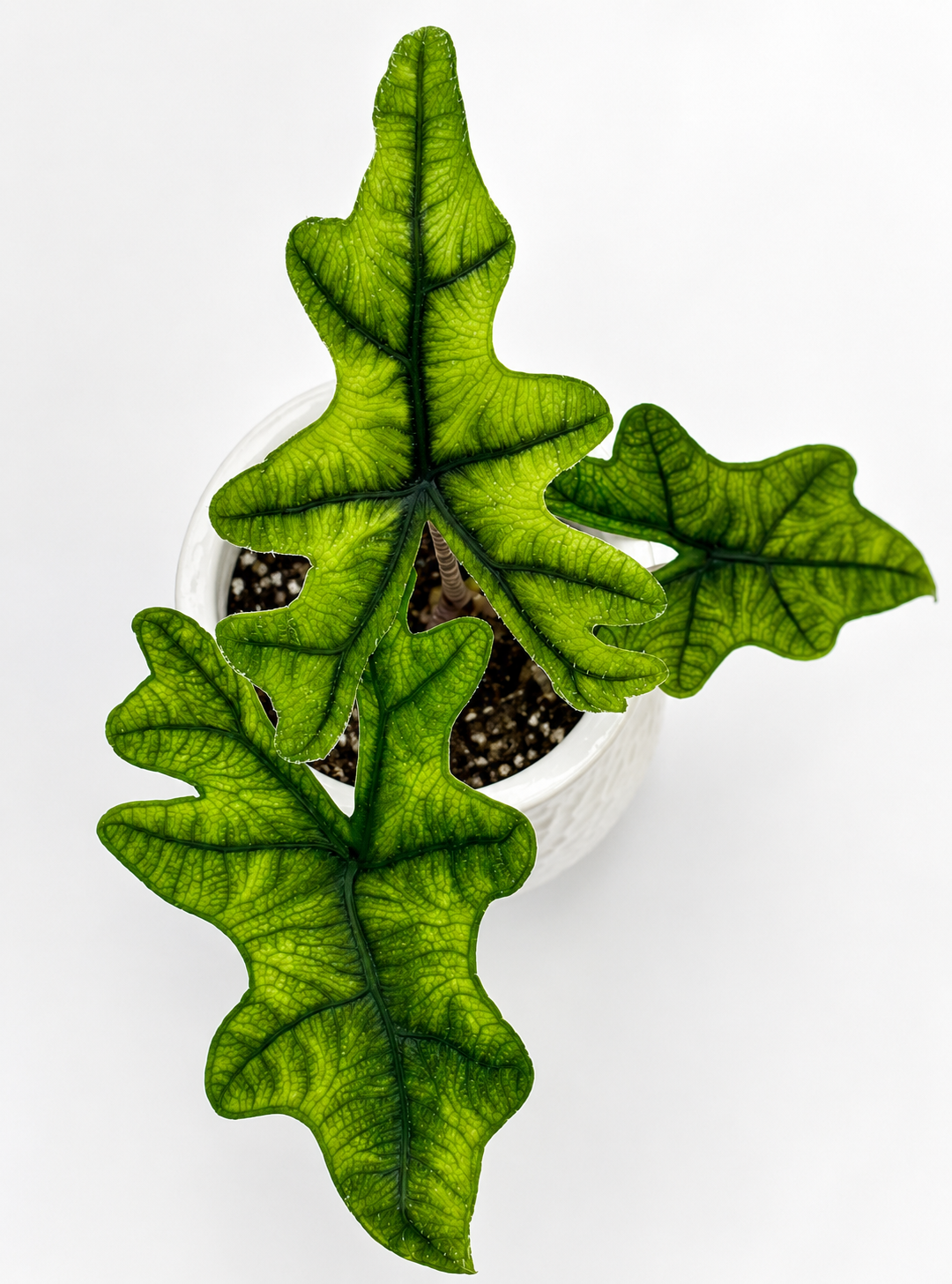 Alocasia Jacklyn - Starter Plant