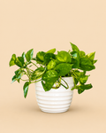 Global Green Pothos - Starter Plant
