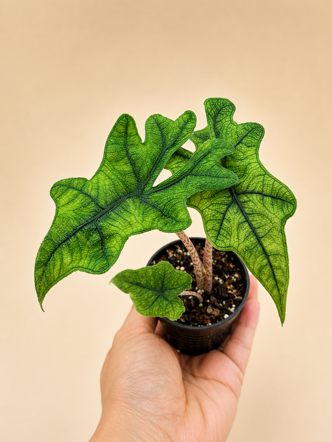 Alocasia Jacklyn