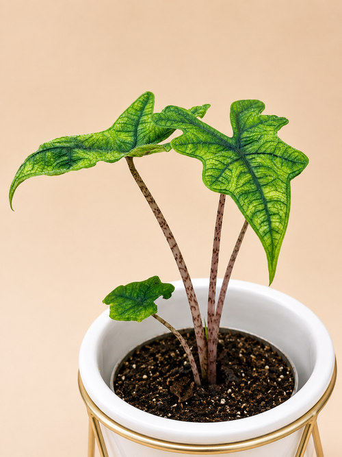 Alocasia Jacklyn