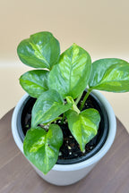 Global Green Pothos