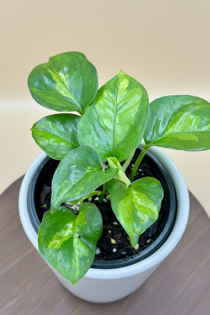 Global Green Pothos