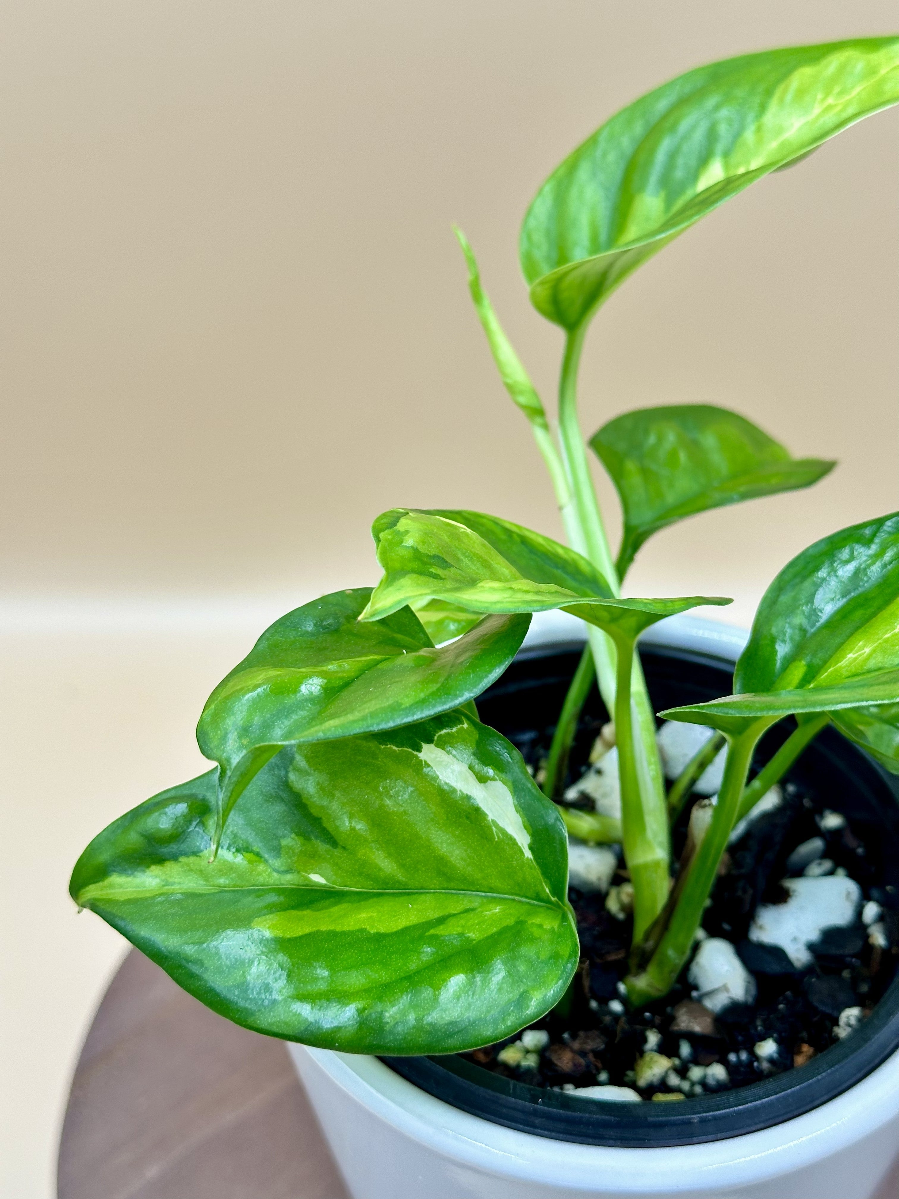 Global Green Pothos