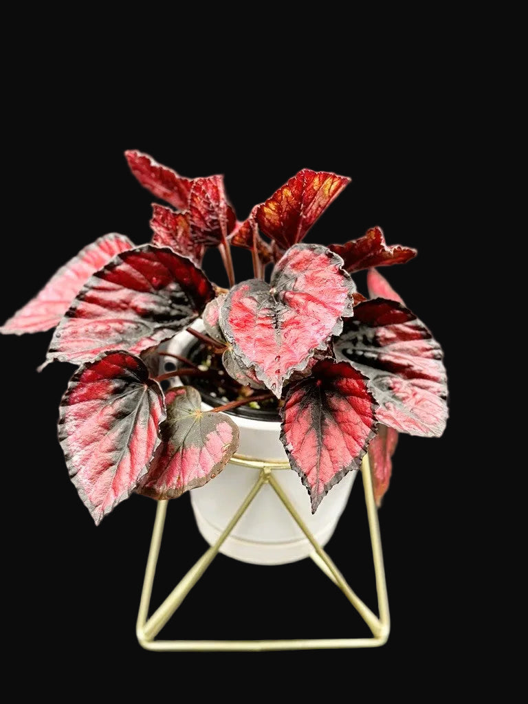 Begonia Rex "Red Kiss"