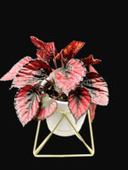 Begonia Rex "Red Kiss"