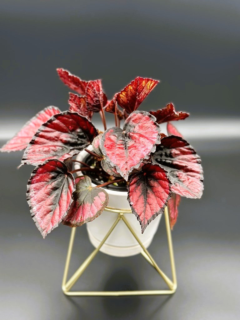 Begonia Rex "Red Kiss"