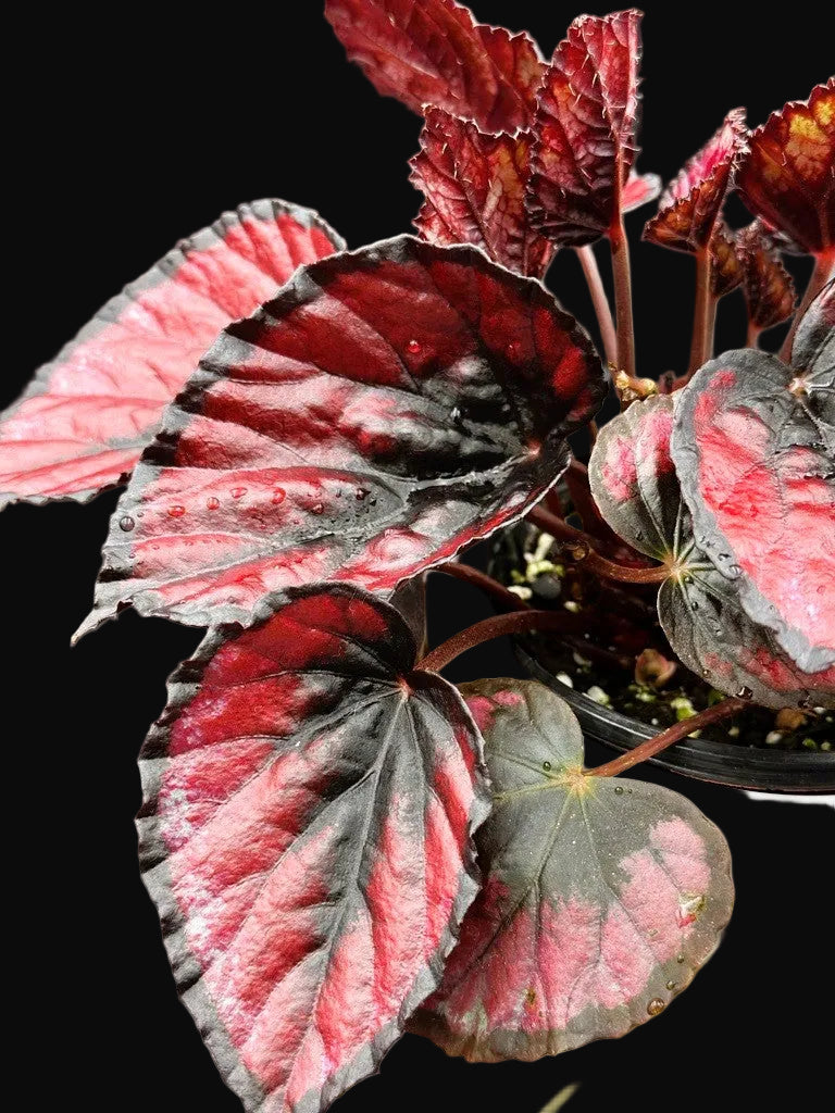 Begonia Rex "Red Kiss"