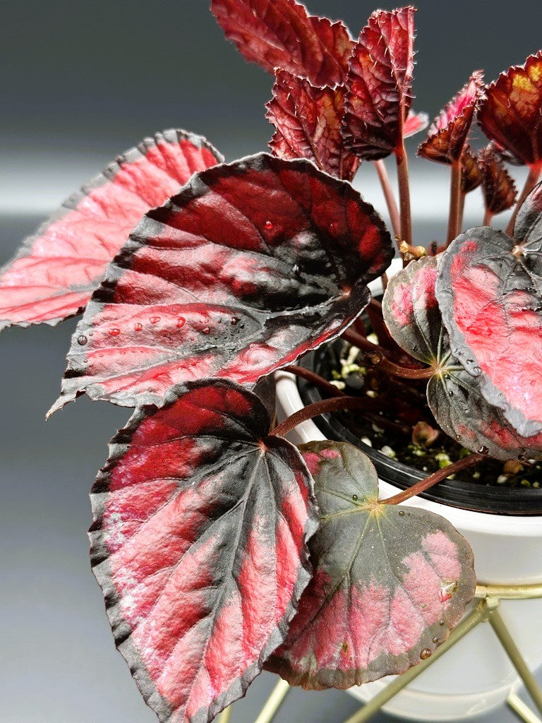 Begonia Rex "Red Kiss"