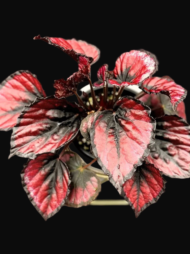 Begonia Rex "Red Kiss"