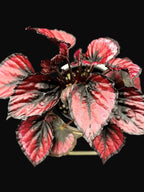 Begonia Rex "Red Kiss"