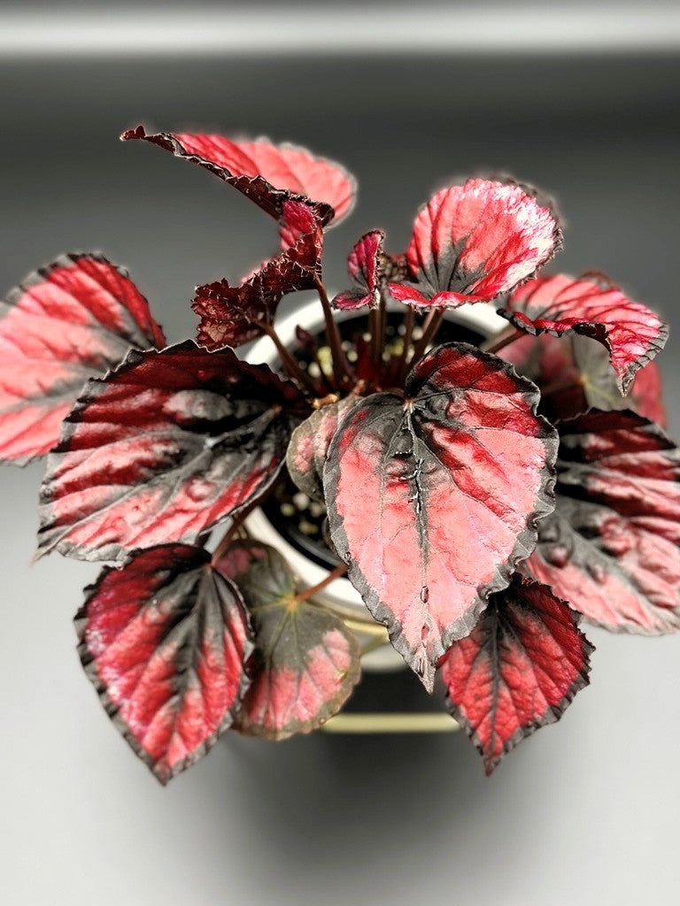 Begonia Rex "Red Kiss"