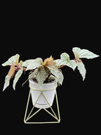 Snow Capped Begonia