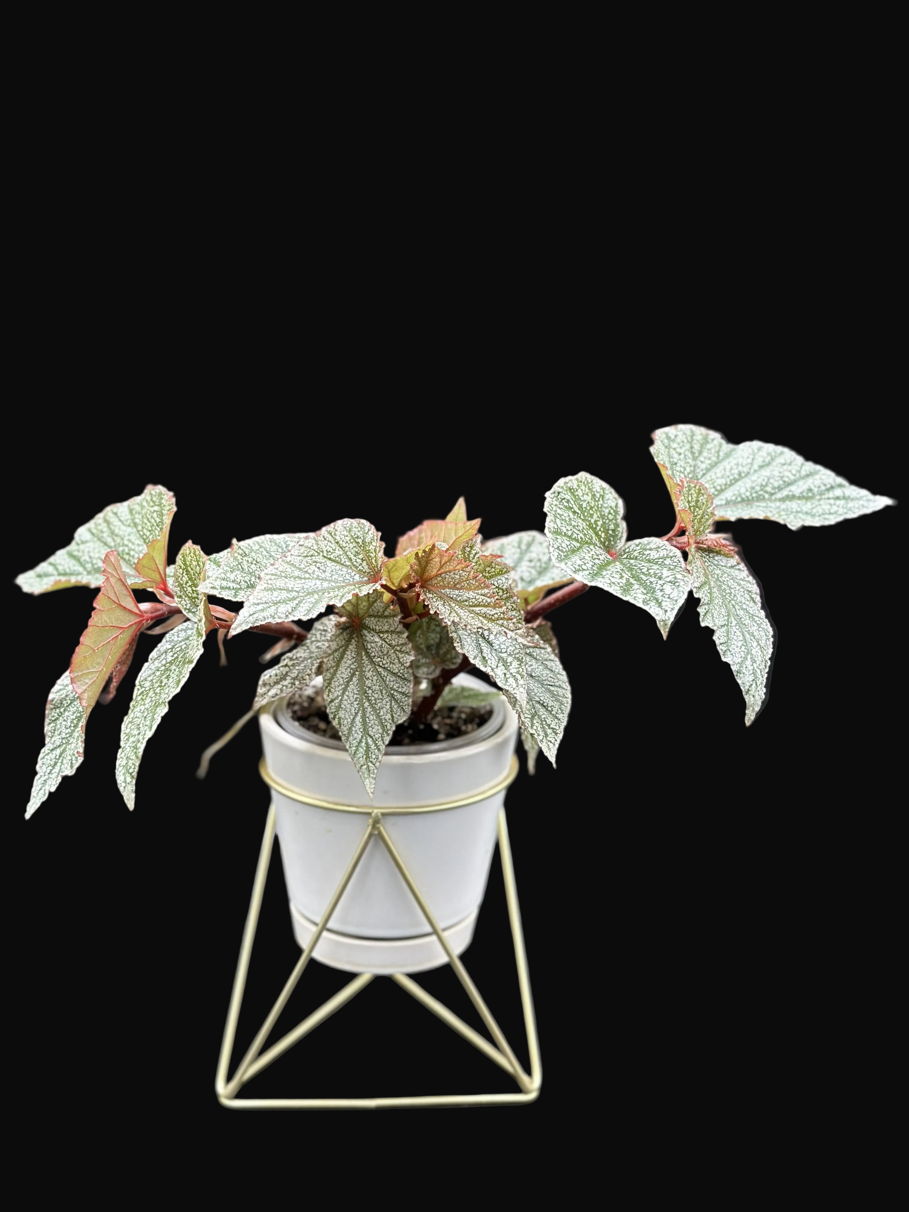 Snow Capped Begonia