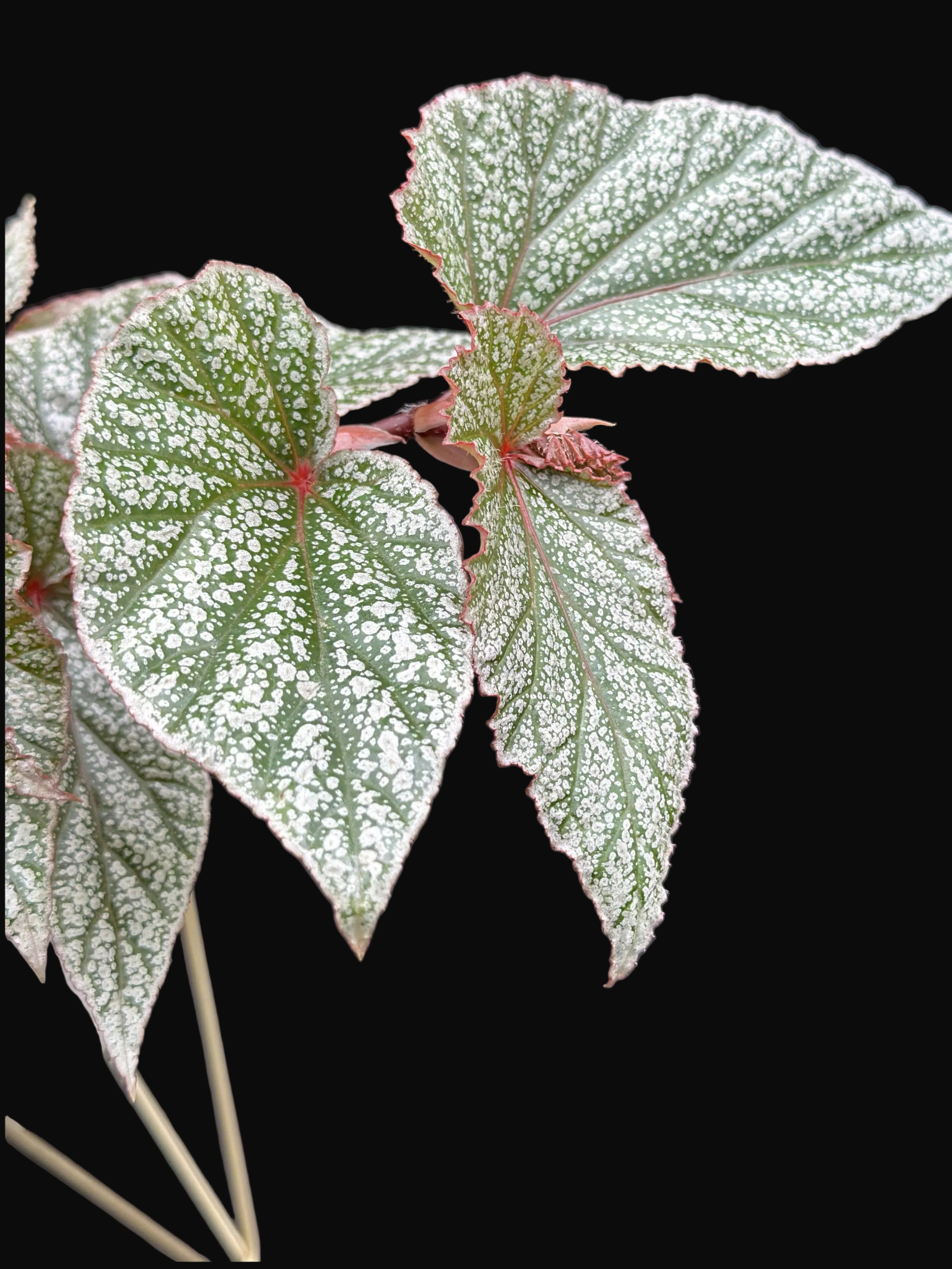Snow Capped Begonia