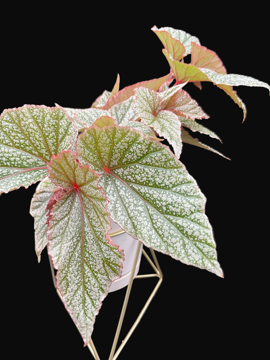 Snow Capped Begonia
